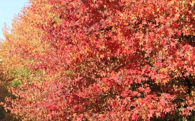 Les arbres en automne