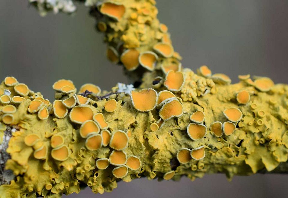 En quête de lichens
