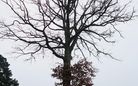 Les arbres en hiver