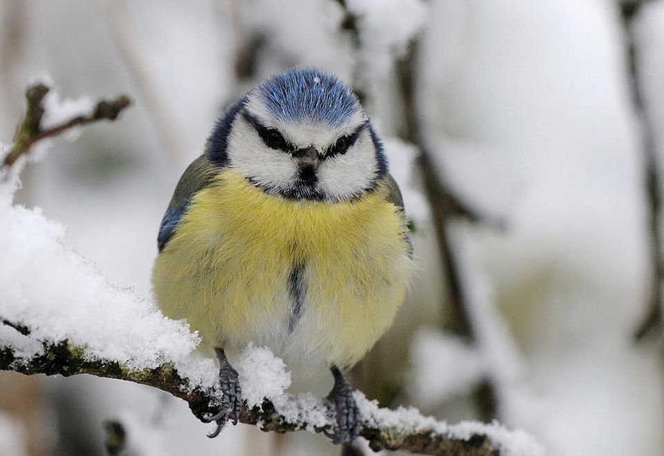 "Oiseaux des jardins en hiver"