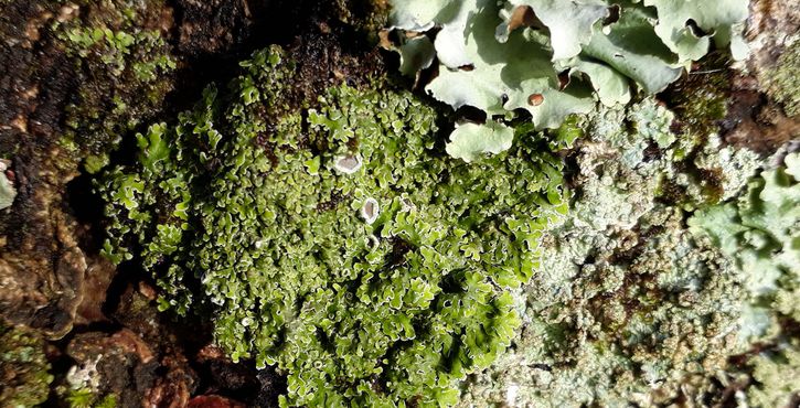 Étonnants lichens